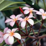 Plumeria